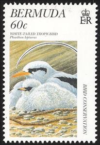 Stamp, White-tailed Tropicbird (Phaethon lepturus), Bermuda,  , Birds