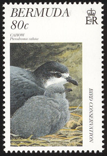 Bermuda Petrel (Pterodroma cahow)