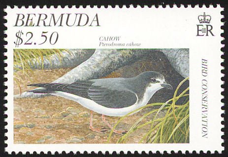 Bermuda Petrel (Pterodroma cahow)