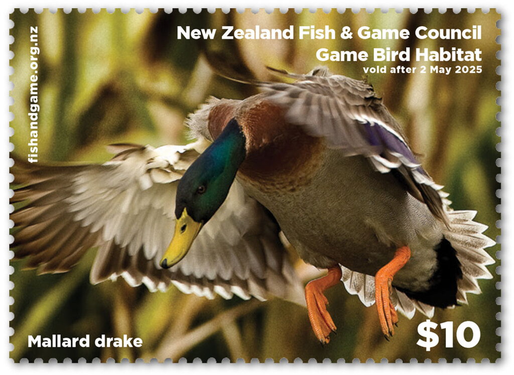 Mallard drake