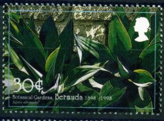 Stamp, Agave attenuata, Bermuda,  , Trees, Plants (Flora)