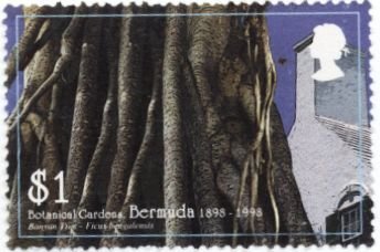 Stamp, Banyan Tree, Bermuda,  , Trees, Plants (Flora)