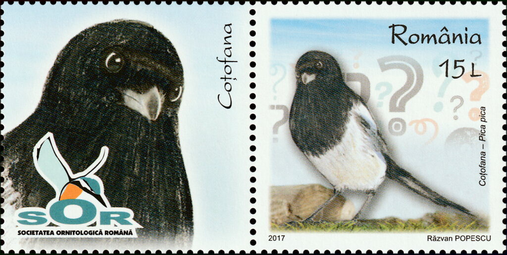 Common Magpie (Pica pica)