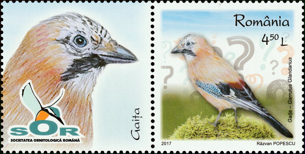 Eurasian Jay (Garrulus glandarius)
