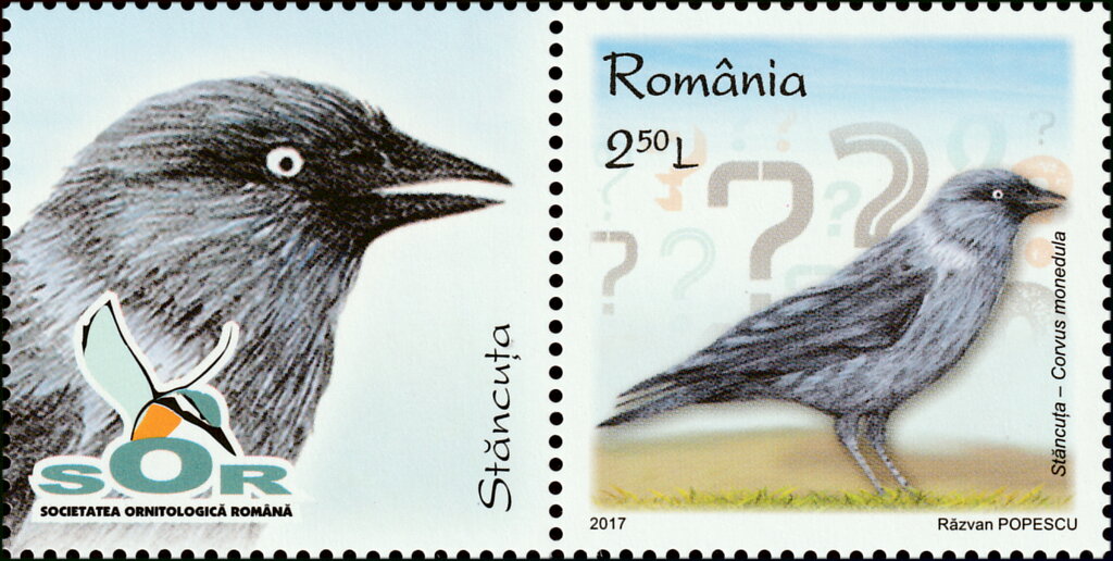 European Jackdaw (Corvus monedula)