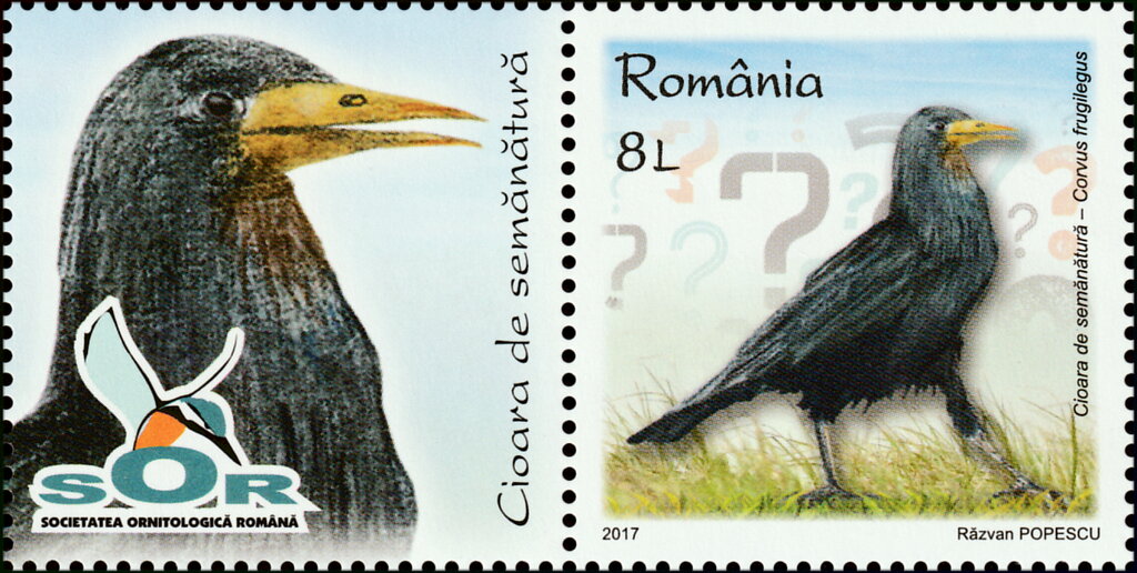 Rook (Corvus frugilegus)