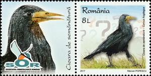 Stamp with Attached Label, Rook (Corvus frugilegus), Romania,  , Animals (Fauna), Birds