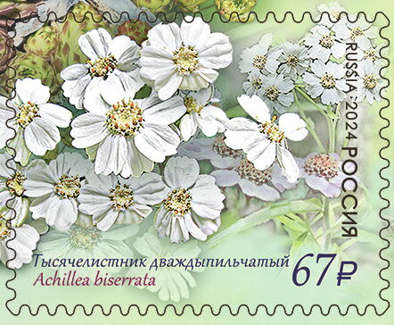 Achillea biserrata