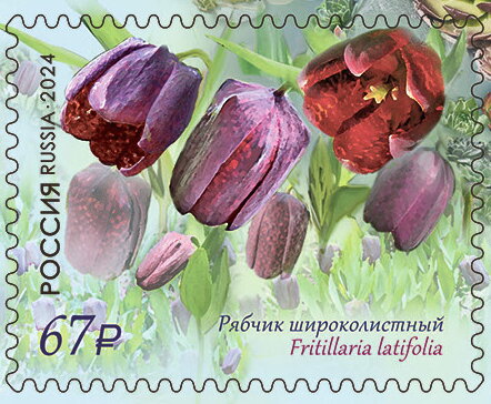 Fritillaria latifolia