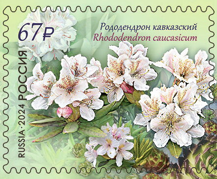 Georgian Snow Rose (Rhododendron caucasicum)