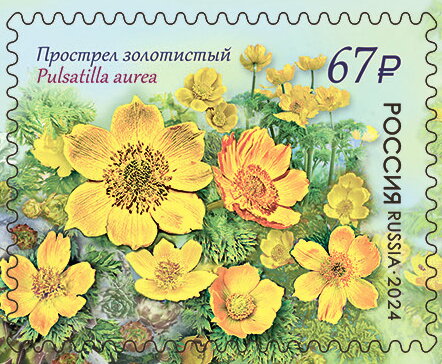 Pulsatilla aurea