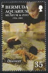Child, sea urchins, starfish