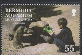 Child, tortoise