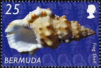 Frog Shell (Bufonaria sp.) 