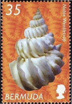 Stamp, Noble Wentletrap (Sthenorhytis pernobilis) , Bermuda,  , Shells