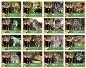 Full Pane, Wolves, Somalia,  , Animals (Fauna), Wolves