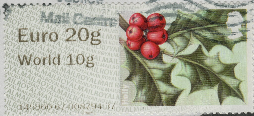 Holly (Ilex aquifolium)