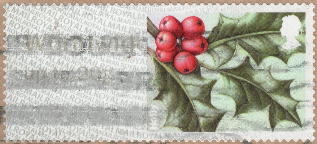 Holly (Ilex aquifolium)