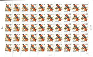 Full Pane, American Kestrel (Falco sparverius), United States of America,  , Animals (Fauna), Birds, Birds of Prey, Falcons