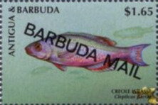 Creole Wrasse (Clepticus parrae) - Overprinted