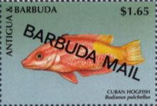 Stamp, Cuban Hogfish (Bodianus pulchellus) - Overprinted, Barbuda,  , Animals (Fauna), Fishes, Sea Life