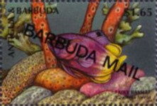 Fairy Basslet (Gramma loreto) - Overprinted