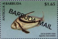 Jack-knife Fish (Equetus lanceolatus) - Overprinted
