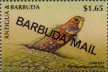 Jawfish (Opistognathus aurifrons) - Overprinted