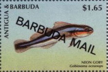 Neon Goby (Gobiosoma oceanops) - Overprinted