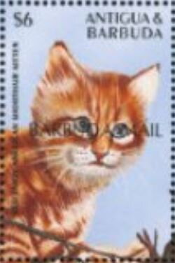 Red Tabby American Shorthair - Overprinted