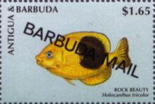Rock Beauty (Holacanthus tricolor) - Overprinted