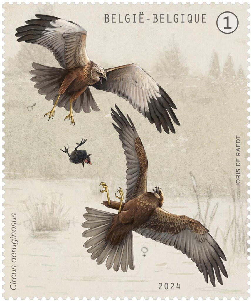 Western Marsh Harrier (Circus aeruginosus)