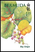Bay Grape