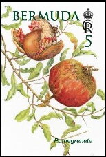 Pomegranate