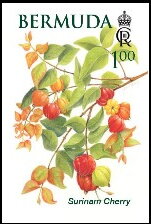 Surinam Cherry