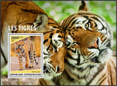 Panthera tigris