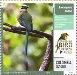 Andean Motmot (Momotus aequatorialis)