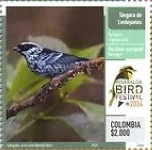 Beryl-Spangled Tanager (Tangara nigroviridis)
