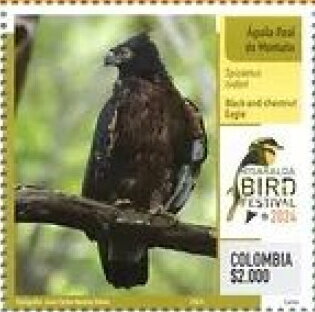 Black-and-chestnut Eagle (Spizaetus isidori)