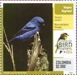 Blue-and-Black Tanager (Tangara vassorii)