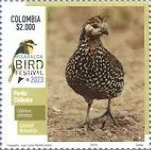 Crested Bobwhite (Colinus cristatus)