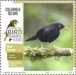 Glossy-Black Thrush (Turdus serranus)