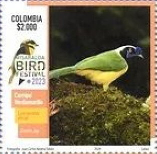 Green Jay (Cyanocorax yncas)