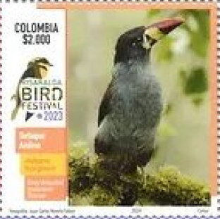 Grey-Breasted Mountain Toucan (Andigena hypoglauca)