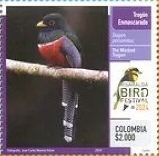 Masked Trogon (Trogon personatus)