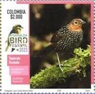 Ocellated Tapaculo (Acropternis orthonyx)