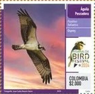 Osprey (Pandion haliaetus)