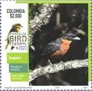 Red-ruffed Fruitcrow (Pyroderus scutatus)