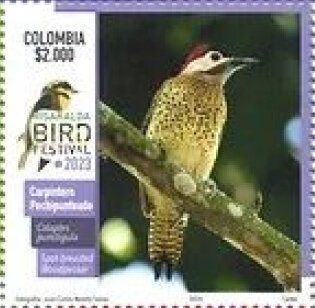 Spot-Breasted Woodpecker (Colaptes punctigula)
