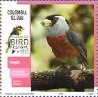 Toucan Barbet (Semnornis ramphastinus)